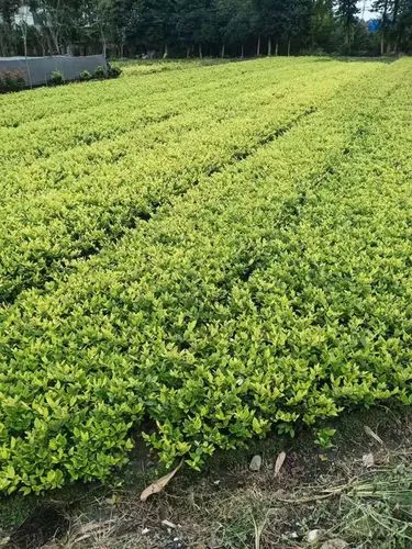 网球拍碳素有用吗_
